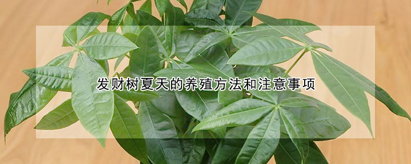 發財樹夏天的養殖方法和注意事項