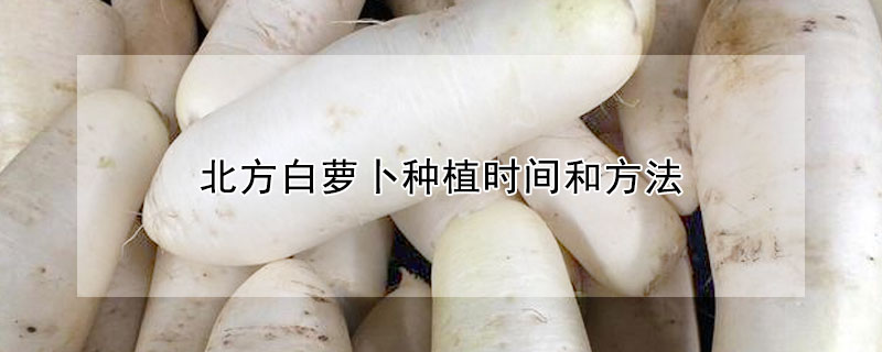 北方白蘿卜種植時間和方法