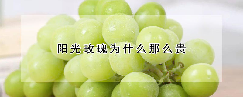 陽光玫瑰為什麼那麼貴