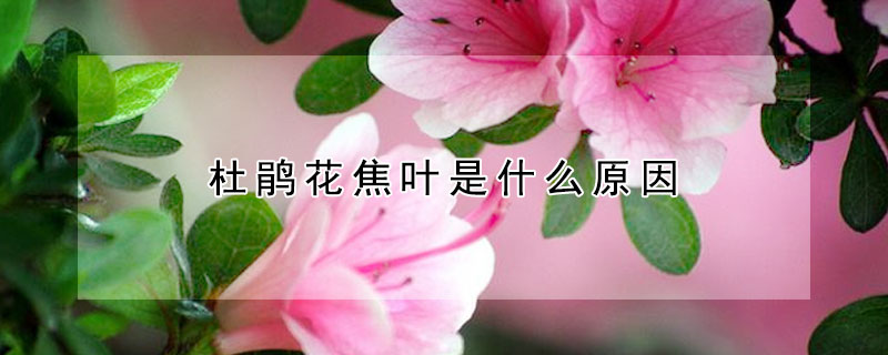 杜鵑花焦葉是什麼原因