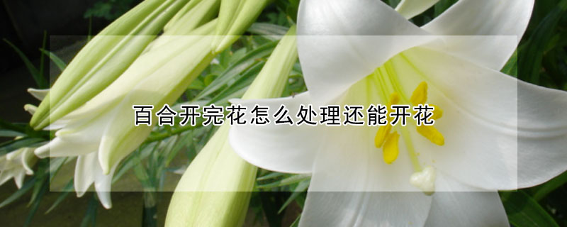 百合開完花怎麼處理還能開花