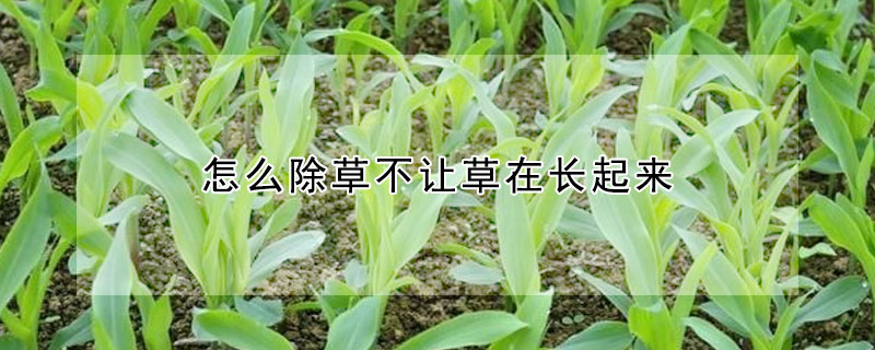 怎麼除草不讓草在長起來