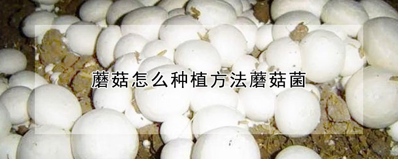 蘑菇怎麼種植方法蘑菇菌