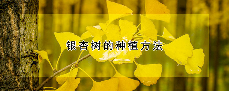 銀杏樹的種植方法