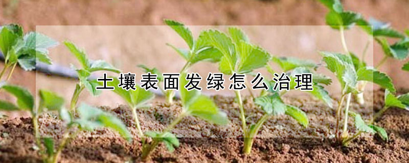 土壤表麵發綠怎麼治理