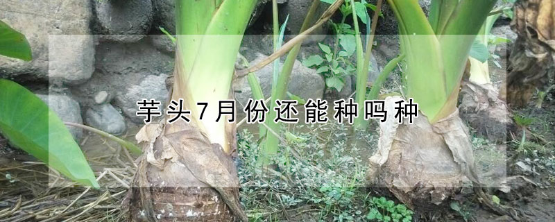 芋頭7月份還能種嗎種