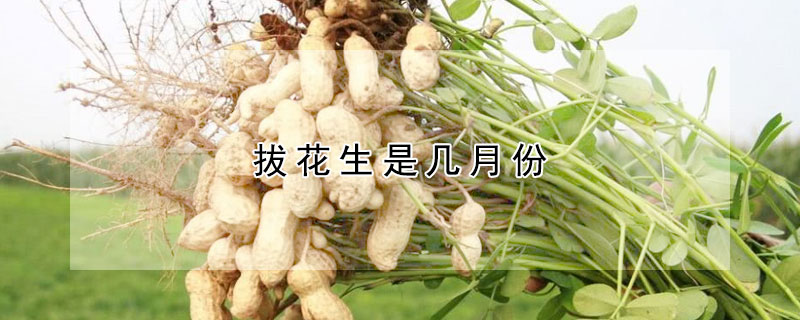 拔花生是幾月份