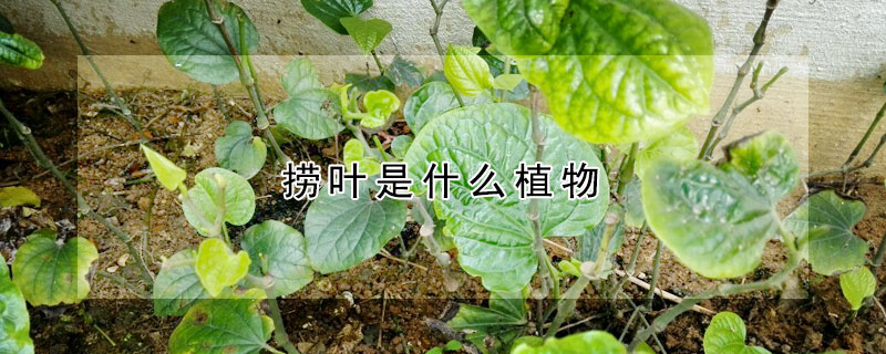 撈葉是什麼植物