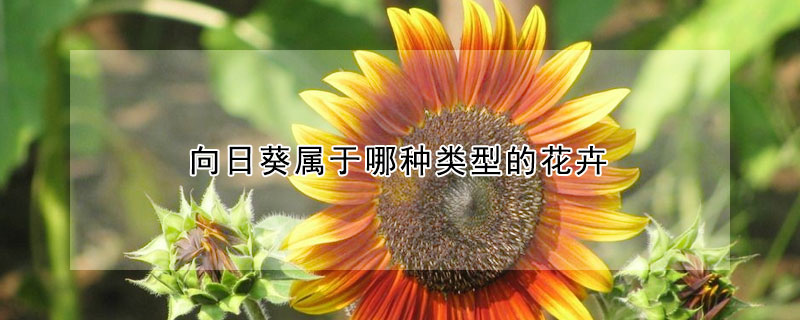 向日葵屬於哪種類型的花卉