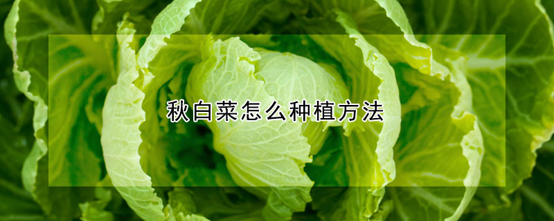 秋白菜怎麼種植方法