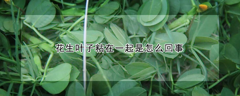 花生葉子粘在一起是怎麼回事