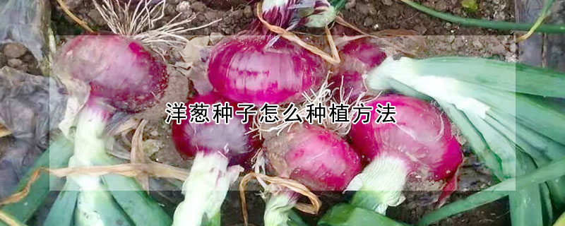 洋蔥種子怎麼種植方法