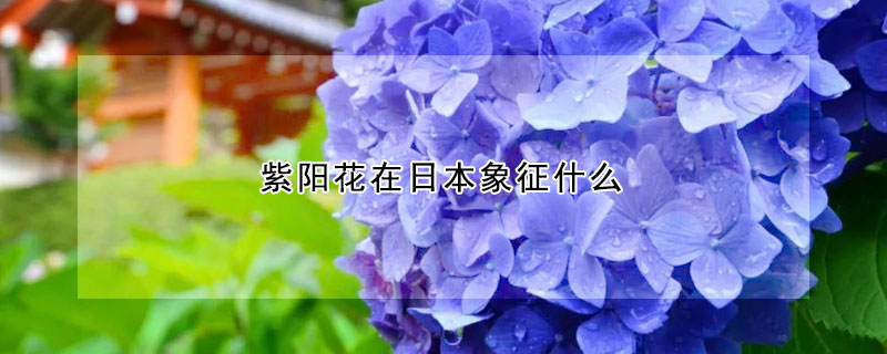 紫陽花在日本象征什麼