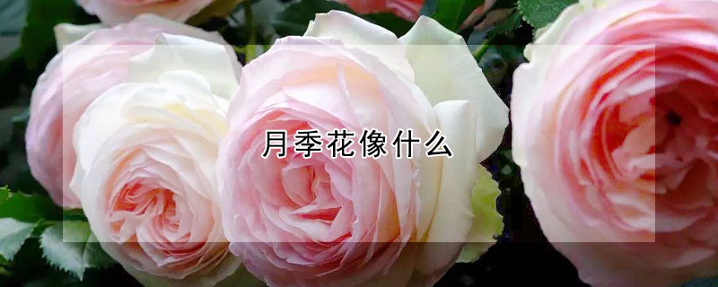 月季花像什麼