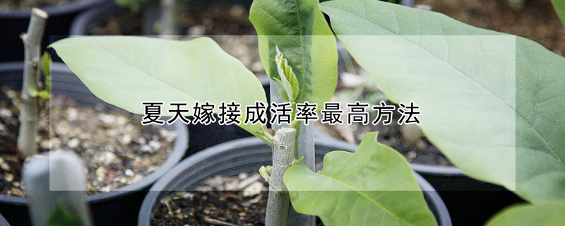 夏天嫁接成活率最高方法