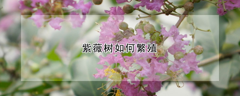 紫薇樹如何繁殖