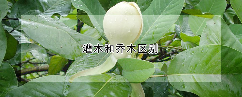 灌木和喬木區別