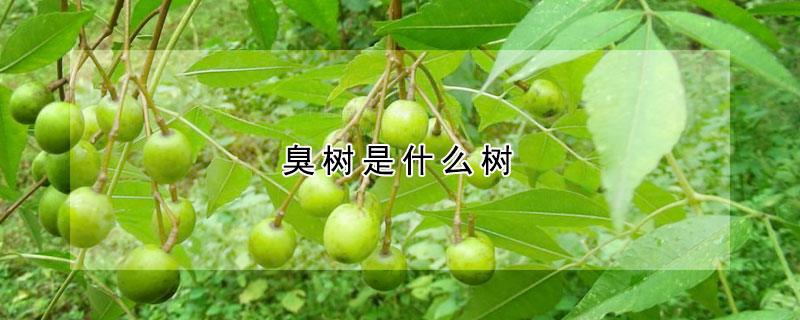 臭樹是什麼樹