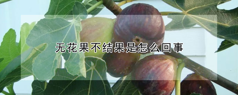 無花果不結果是怎麼回事