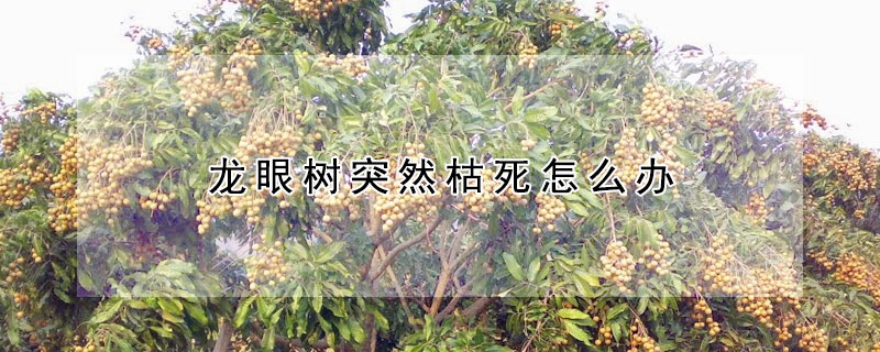 龍眼樹突然枯死怎麼辦