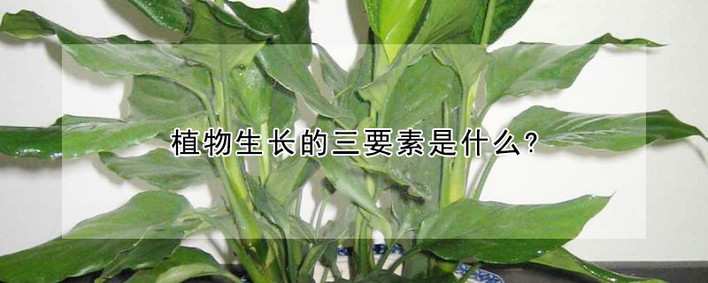 植物生長的三要素是什麼?