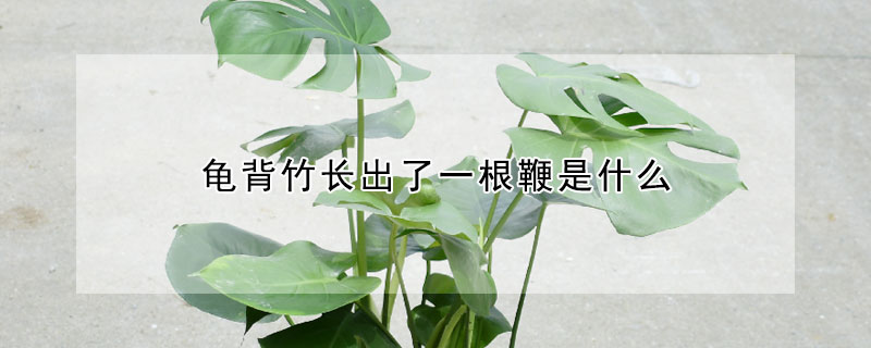 龜背竹長出了一根鞭是什麼