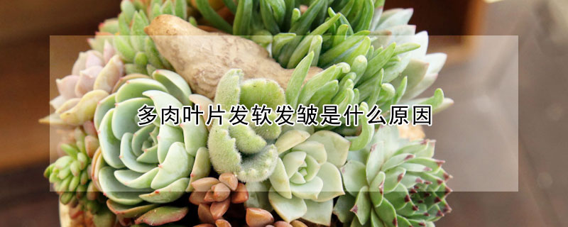 多肉葉片發軟發皺是什麼原因