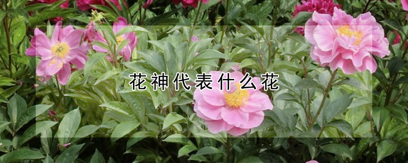 花神代表什麼花