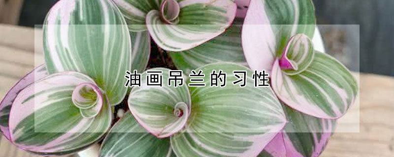 油畫吊蘭的習性