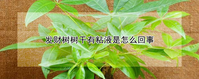 發財樹樹幹有粘液是怎麼回事