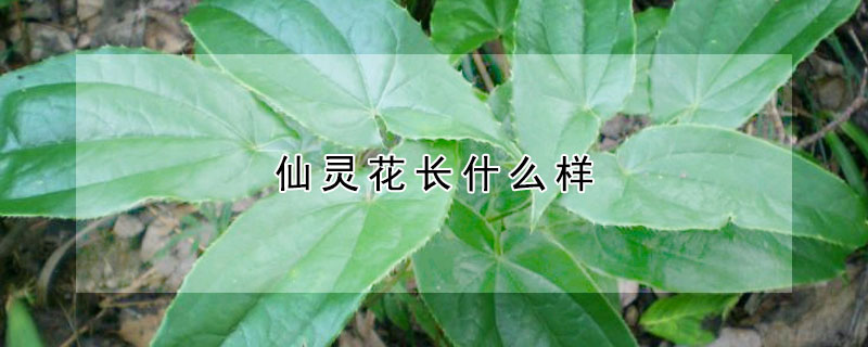 仙靈花長什麼樣