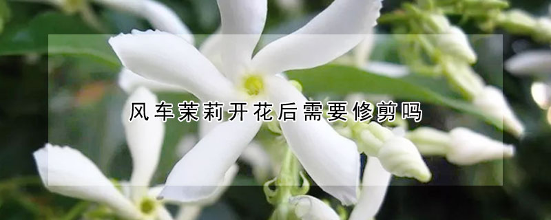 風車茉莉開花後需要修剪嗎