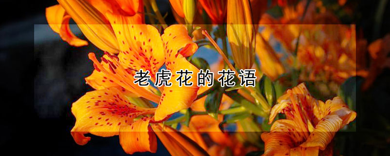 老虎花的花語