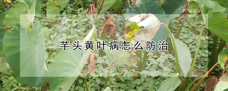 芋頭黃葉病怎麼防治