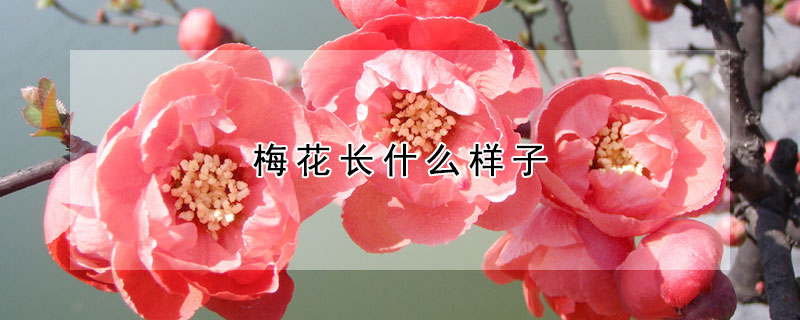 梅花長什麼樣子