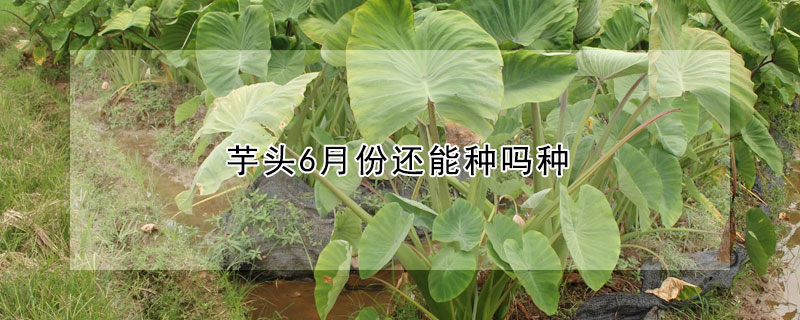 芋頭6月份還能種嗎種