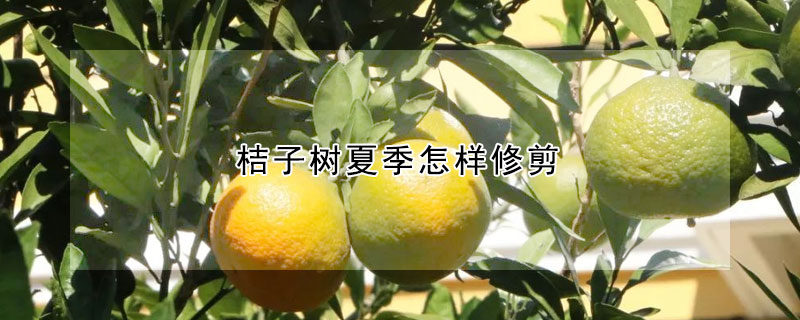 桔子樹夏季怎樣修剪