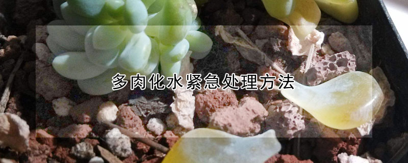 多肉化水緊急處理方法