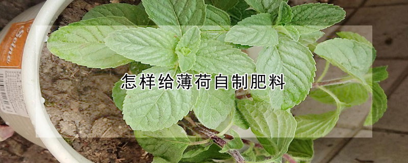 怎樣給薄荷自製肥料