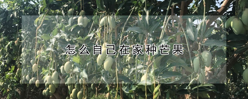 怎麼自己在家種芒果