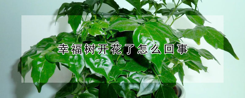 幸福樹開花了怎麼回事