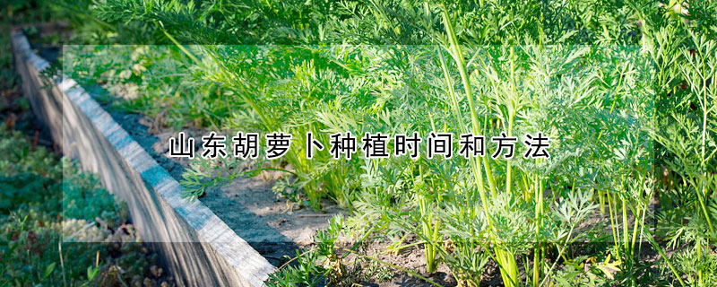 山東胡蘿卜種植時間和方法