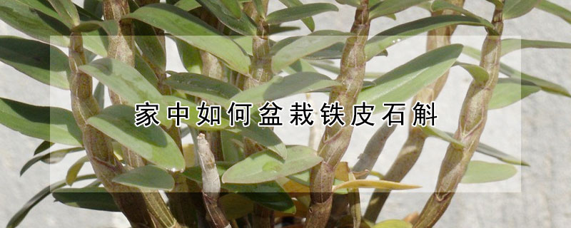 家中如何盆栽鐵皮石斛