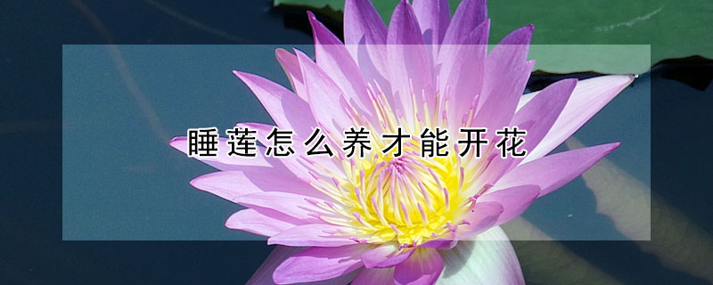 睡蓮怎麼養才能開花