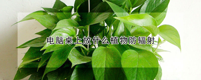 電腦桌上放什麼植物防輻射