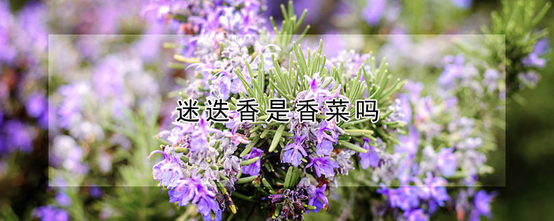 迷迭香是香菜嗎