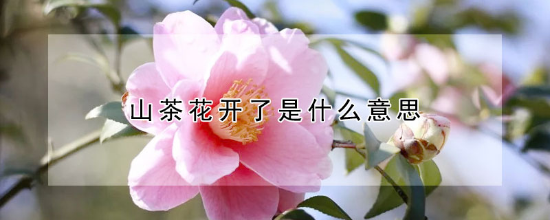 山茶花開了是什麼意思