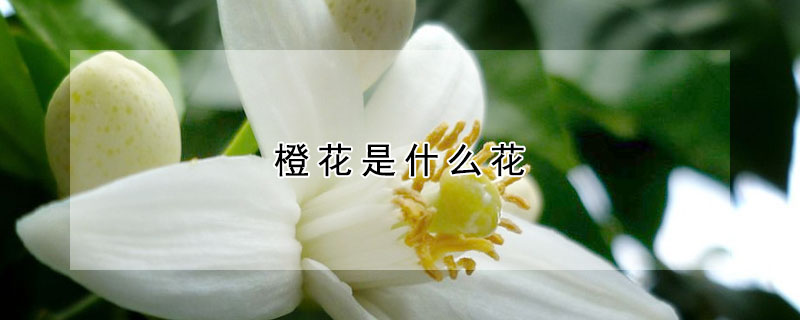 橙花是什麼花