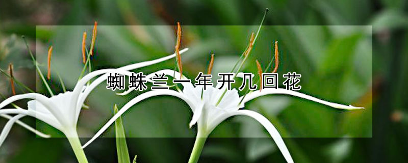 蜘蛛蘭一年開幾回花