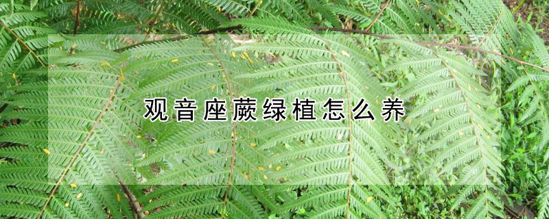 觀音座蕨綠植怎麼養